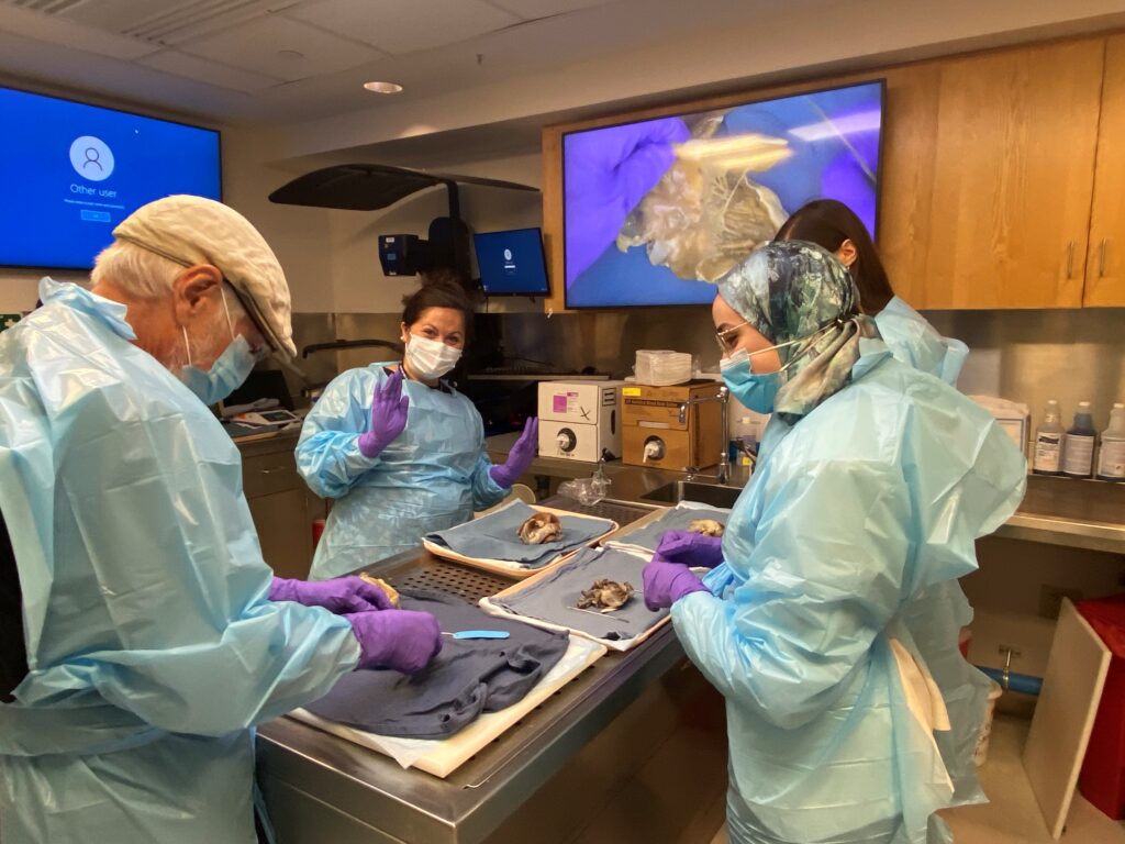 At work in lab preparing for trial autopsy