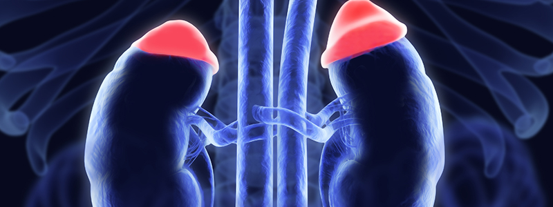 Adrenal glands and in red. Illustrated xray like image. 3D illus