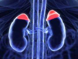 Adrenal glands and in red. Illustrated xray like image. 3D illustration.